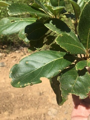 Terminalia porphyrocarpa