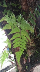 Davallia denticulata