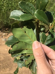 Terminalia porphyrocarpa