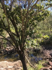Terminalia porphyrocarpa