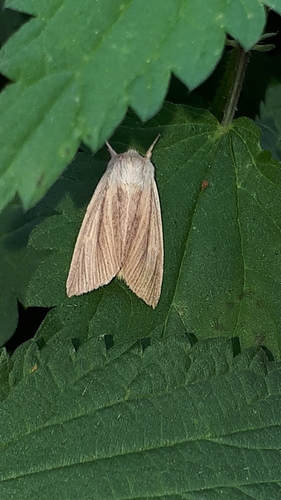 Blair's Wainscot