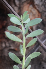 Senecio crassissimus