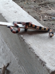 Erythrolamprus guentheri