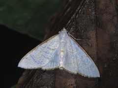 Ramila