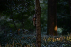Callosciurus erythraeus