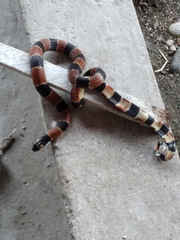 Erythrolamprus guentheri