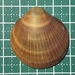 ソメワケグリ