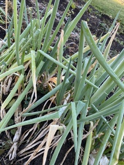 Allium chinense