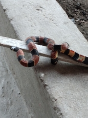 Erythrolamprus guentheri