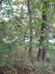 Euonymus maximowiczianus