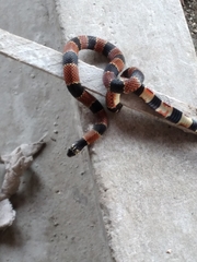 Erythrolamprus guentheri