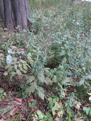 Artemisia stolonifera