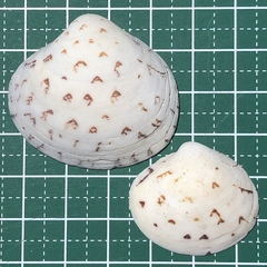 Lioconcha castrensis