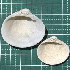 Lioconcha castrensis