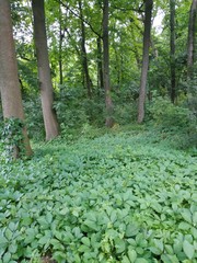 Parthenocissus inserta