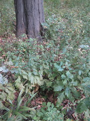 Artemisia stolonifera