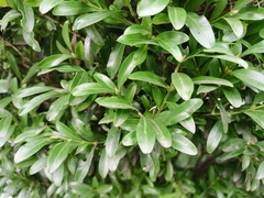 Buxus bodinieri