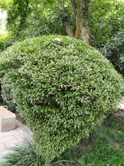 Buxus bodinieri