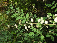 Mimosa malacophylla