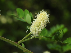 Mimosa malacophylla