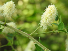 Mimosa malacophylla