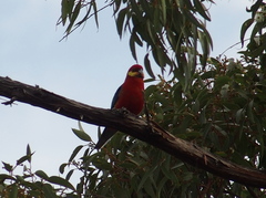 Platycercus icterotis icterotis