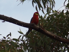 Platycercus icterotis icterotis