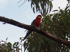 Platycercus icterotis icterotis