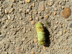 Antheraea polyphemus