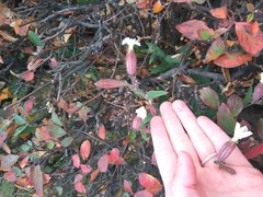 Silene latifolia