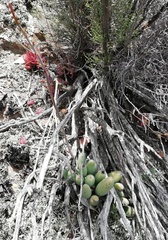 Adromischus filicaulis
