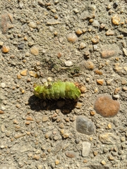 Antheraea polyphemus