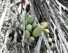 Adromischus filicaulis