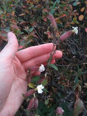 Silene latifolia