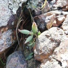 Adromischus filicaulis