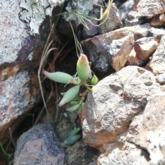 Adromischus filicaulis