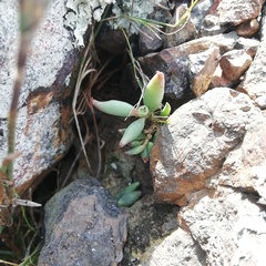 Adromischus filicaulis