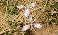 Moraea simulans