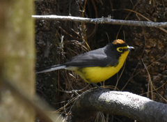 Myioborus melanocephalus