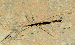 Rhaphidosomatini