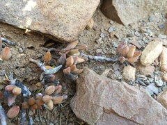 Adromischus filicaulis