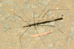 Rhaphidosomatini