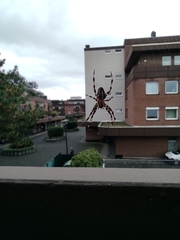 Araneus diadematus