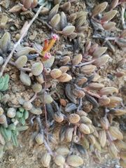 Adromischus filicaulis