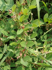 Cajanus scarabaeoides