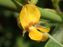 Cajanus scarabaeoides