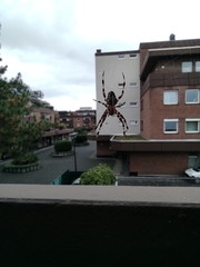 Araneus diadematus