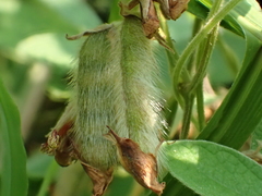 Cajanus scarabaeoides