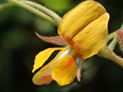 Cajanus scarabaeoides