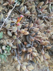 Adromischus filicaulis